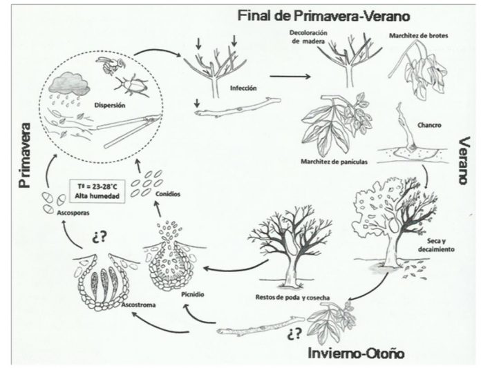 enfermedades pistacho