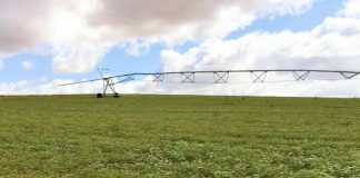 Anís y cilantro en grano, dos cultivos rentables y con bajos costes de producción Especias Moriana