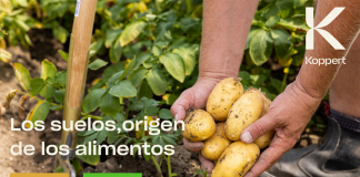 La pérdida de nutrientes del suelo amenaza la producción de alimentos