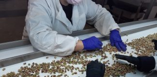 La planta de pistacho de Dcoop consigue la certificación IFS Food