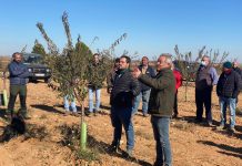 Prunotec realizará un nuevo curso de poda en parcelas de pistacho poda