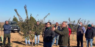 Las fechas más idóneas para la poda de almendro y pistacho son cuando la planta se encuentra en parada vegetativa poda