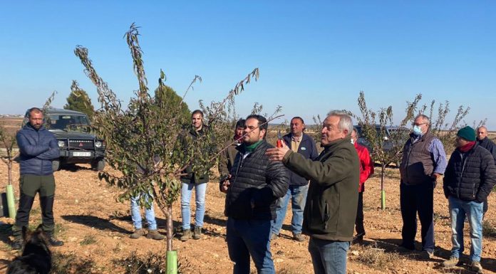 Prunotec realizará un nuevo curso de poda en parcelas de pistacho poda