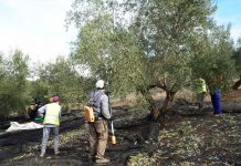 Nueva experiencia piloto: contratar a personas con protección internacional para campañas agrícolas recolección de aceituna