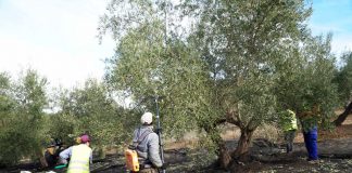 ¿Cuánto está cobrando el agricultor por la aceituna al inicio de esta campaña? recolección de aceituna