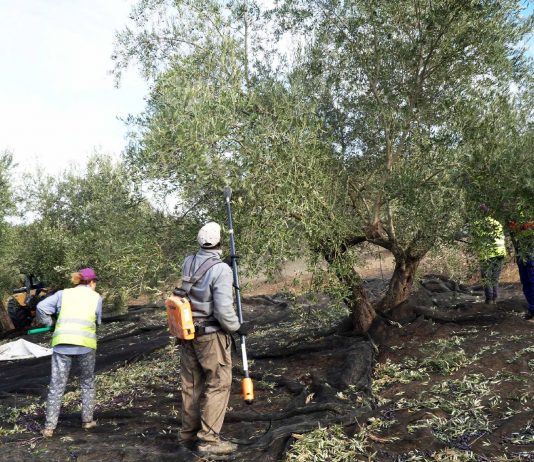 ¿Cuánto está cobrando el agricultor por la aceituna al inicio de esta campaña? recolección de aceituna