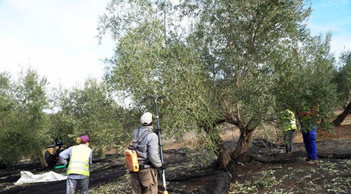 Nueva experiencia piloto: contratar a personas con protección internacional para campañas agrícolas recolección de aceituna