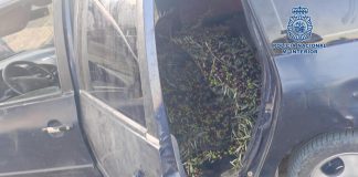 Ocho detenidos in fraganti por el hurto de una tonelada de aceitunas