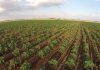 Fijados los importes unitarios definitivos de los ecorregímenes de la PAC 2025 siembra directa