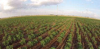 Las ayudas de los ecorregímenes de la PAC bajan en 2024, excepto en la rotación y siembra directa de regadíos siembra directa