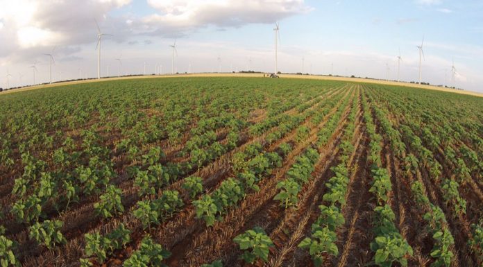 Fijados los importes unitarios definitivos de los ecorregímenes de la PAC 2025 siembra directa
