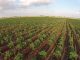 Fijados los importes provisionales de los ecorregímenes de la PAC 2026 siembra directa