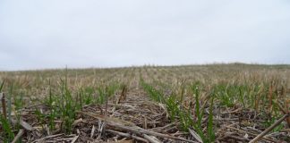 Denuncia que las medidas excepcionales en los Eco regímenes de la PAC aprobadas por algunas Comunidades Autónomas son contrarias a la siembra directa