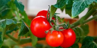 Alerta de la pérdida de más de 30 millones en tomate de industria por sequía y sanidad vegetal tomate de industria