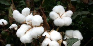 ¿Qué cultivo recibirá 1.241,55 euros por hectárea en la campaña 2023/2024? algodón