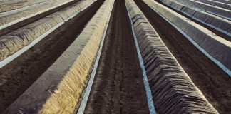 Cómo los acolchados pueden ayudar en el rendimiento de sus cultivos