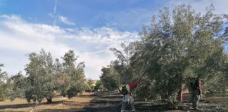 La cosecha de aceituna será aún peor de lo previsto en los aforos en la mayor provincia productora a nivel mundial recogida de aceituna