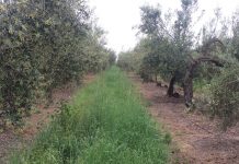 Publicados los importes de los ecorregímenes de la PAC que se pagarán a partir de diciembre cubierta vegetal