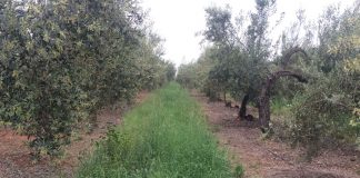 Publicados los importes unitarios provisionales de los Ecorregímenes de la PAC 2025 cubierta vegetal