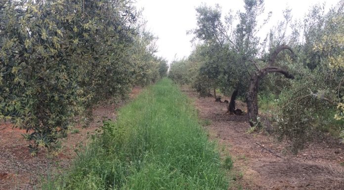 Publicados los importes de los ecorregímenes de la PAC que se pagarán a partir de diciembre cubierta vegetal
