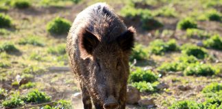 Las poblaciones de jabalíes se aproximan a su máximo en varias provincias españolas