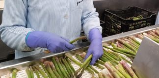 Los portales especializados ofrecen cada vez más ofertas de empleo para trabajar en el campo o la industria agroalimentaria espárragos