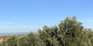 Disolventes verdes para valorizar la poda del olivo olivos