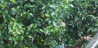 Alertan sobre una oleada de robos de naranjas en la comarca valenciana de la Ribera Alta robos campo