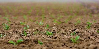 Pide flexibilizar la comercialización de semillas entre agricultores semillas