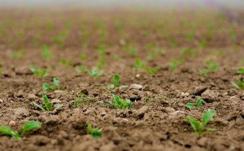 Castilla-La Mancha, referente nacional en producción de semillas certificadas para agricultura semillas