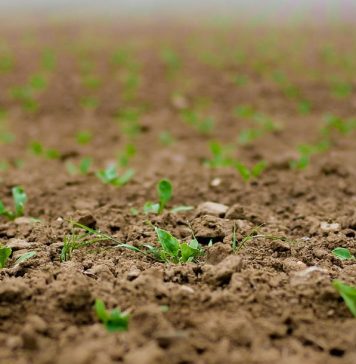 Castilla-La Mancha, referente nacional en producción de semillas certificadas para agricultura semillas