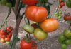 El Ministerio de Agricultura incorpora nuevas variedades comerciales de cítricos, tomate, pepino y trigo duro tomate