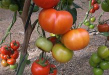 El Ministerio de Agricultura incorpora nuevas variedades comerciales de cítricos, tomate, pepino y trigo duro tomate
