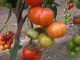 El Ministerio de Agricultura incorpora nuevas variedades comerciales de cítricos, tomate, pepino y trigo duro tomate