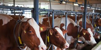 El 82 por ciento de las ayudas PAC fue a ganadería intensiva durante casi treinta años vacas