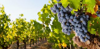 Ventajas del uso de ozono en la agricultura viñas con ozono