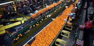 Denuncia que Turquía y Egipto han tenido 1.200 alertas en tres años por entrada de fruta y hortaliza en la UE con materias activas no autorizadas