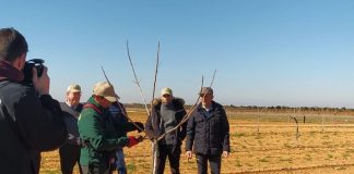 30-31 de enero y 1 de febrero. Curso de poda de pistacho. Argamasilla de Alba (Ciudad Real)