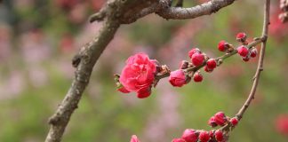 Desarrolla una aplicación para optimizar las nuevas plantaciones de árboles frutales ante el cambio climático