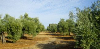 Asaja Córdoba se opone totalmente a que el olivar de la provincia se incluya como Patrimonio Mundial olivares