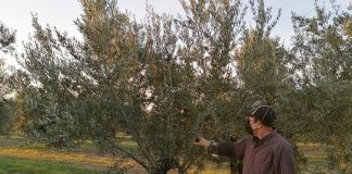 La nueva PAC prohíbe la poda de árboles y setos entre marzo y agosto