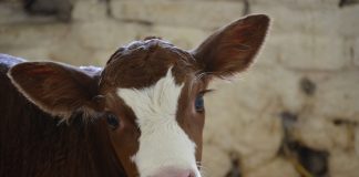 Pide que las indemnizaciones por sacrificio obligatorio de animales se adapten a la realidad del mercado