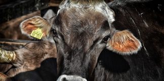 Insta a encontrar nuevas pruebas de tuberculosis para evitar los falsos positivos o los sacrificios de ganado sano