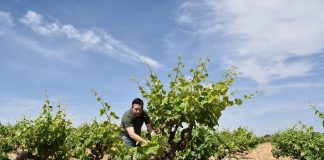 Un proyecto trabaja en la recuperación y selección de biotipos autóctonos de variedades de vid castellanomanchegas