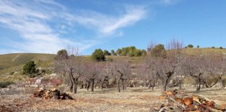 Devastación, desolación y abandono del almendro alicantino, tras seis años de Xylella Fastidiosa