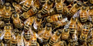 Las vacunas para abejas, el primer gran paso para mitigar su declive