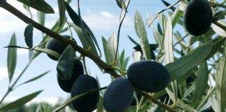 La producción final de aceite de oliva superará 1,2 millones de toneladas en la campaña 2024-2025 aceituna