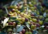 La cosecha de aceituna de la provincia de Toledo superará los 180 millones de kilos aceitunas
