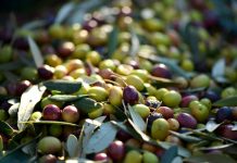 Los precios del aceite de oliva español, por debajo del italiano y griego aceitunas