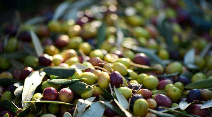 El primer aforo de la campaña estima una producción nacional de aceite de oliva de 1,6 millones de toneladas aceitunas